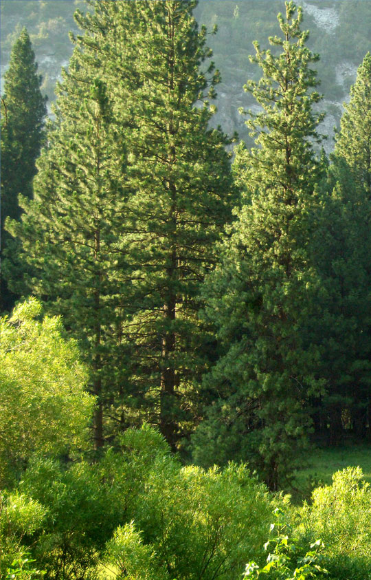Trees & Hedges Trees & Hedges